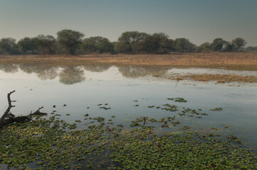 Lagoon in Keoladeo Ghana National Park. Bharatpur. Rajasthan. India.