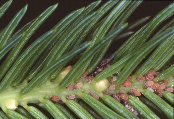 Rotbraune gepuderte Fichtenrindenlaus auf einem Fichtenzweig. Th&uuml;ringen, Deutschland, Europa  --  
Red-brown powdered spruce bark louse on a spruce branch. Thuringia, Germany, Europe