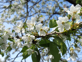 close up of white cherry blossom flowers with bright spring leaves against a sunlit bright blue sky