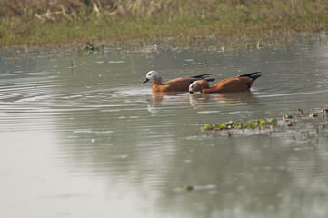 Pair of ruddy shelduck Tadorna ferruginea feeding. Male to the right and female to the left. Keoladeo Ghana. Bharatpur. Rajasthan. India.