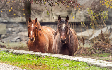 The horse was first domesticated probably in northern Kazakhstan in the Botai culture period, i.e. around 3.5 thousand. years BCE, while the European population did it about 1.5 thousand. years BC
