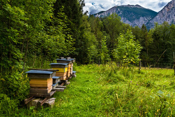 Busy Honey Bees Fly Into Bee Hive In Mountain Landscape With Forest