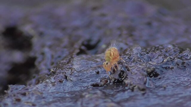 Kugelspringer weidet Algen auf Blatt