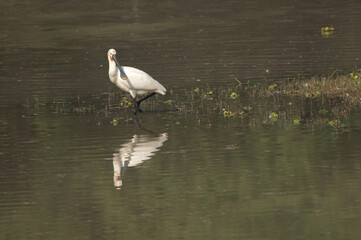 Eurasian spoonbill Platalea leucorodia in a lagoon. Keoladeo Ghana National Park. Bharatpur. Rajasthan. India.