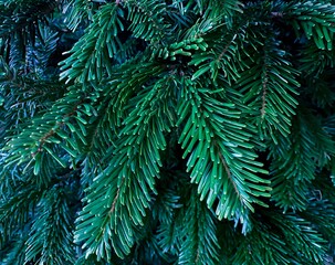The background texture of the branches of the Christmas tree in the color Tidewater Green.  Christmas background.  Green fresh needles.  Copy space, wallpaper.