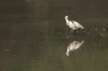 Eurasian spoonbill Platalea leucorodia in a lagoon. Keoladeo Ghana National Park. Bharatpur. Rajasthan. India.