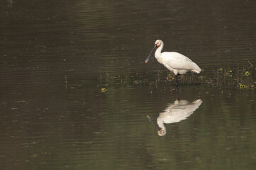 Eurasian spoonbill Platalea leucorodia resting. Keoladeo Ghana National Park. Bharatpur. Rajasthan. India.