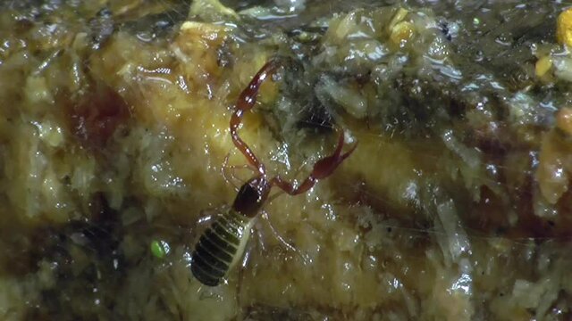 Moosskorpion&nbsp;(Neobisium) in der Eifel