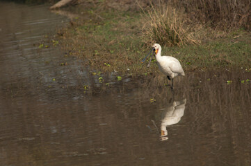 Eurasian spoonbill Platalea leucorodia calling. Keoladeo Ghana National Park. Bharatpur. Rajasthan. India.