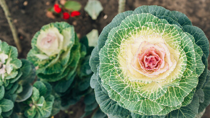 Brassica or decay cabbage flowers
