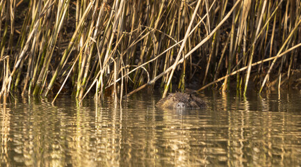 American Nutria (Myocastor coypus) - Nutrias, as one of the few fur animals, are born with a well-developed brown coat (the so-called primary coat) and it grows up to around 6 weeks of age. 