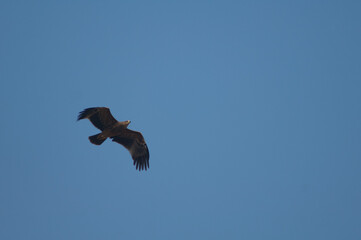 Underside view of a steppe eagle Aquila nipalensis. Keoladeo Ghana National Park. Bharatpur. Rajasthan. India.