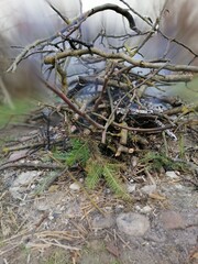 stump
