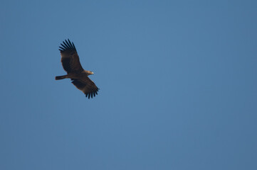 Underside view of a steppe eagle Aquila nipalensis. Keoladeo Ghana National Park. Bharatpur. Rajasthan. India.