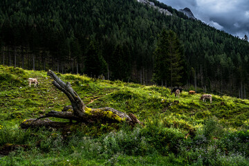 Herd Of Cows In National Park Gesaeuse In The Ennstaler Alps In Austria