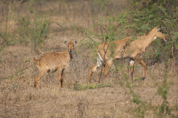 Female and calve of nilgai Boselaphus tragocamelus. Keoladeo Ghana National Park. Bharatpur. Rajasthan. India.
