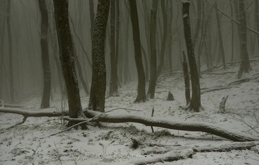 Obraz premium Winter forest