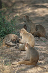 Rhesus macaques Macaca mulatta grooming. Keoladeo Ghana National Park. Bharatpur. Rajasthan. India.