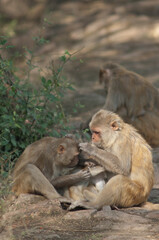 Rhesus macaques Macaca mulatta grooming. Keoladeo Ghana National Park. Bharatpur. Rajasthan. India.