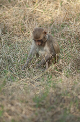 Rhesus macaque Macaca mulatta infant searching for food. Keoladeo Ghana National Park. Bharatpur. Rajasthan. India.
