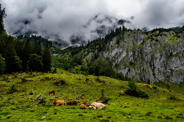 Fototapeta premium Herd Of Cows In National Park Gesaeuse In The Ennstaler Alps In Austria
