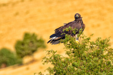 Golden Eagle, Aquila chrysaetos, Mediterranean Forest, Castile and Leon, Spain, Europe