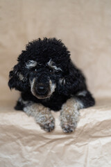 Poodle Phantom. An unusual little black dog. Dog is man's friend.