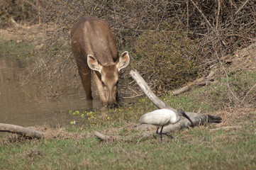 Sambar hind Rusa unicolor feeding. Keoladeo Ghana National Park. Bharatpur. Rajasthan. India.