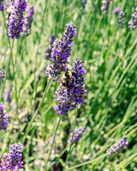 Worker bees collecting pollen from lavender fields