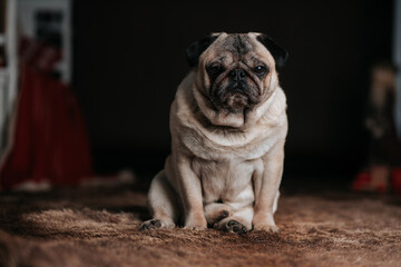 Adorable sleepy pug dog sitting on bear fur carpet and trying to sleep