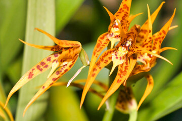 Tropical Orchid, Orchidaceae, Tropical Rainforest, Amazonia, Ecuador, America
