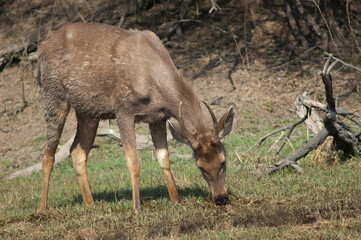 Sambar stag Rusa unicolor feeding. Keoladeo Ghana National Park. Bharatpur. Rajasthan. India.