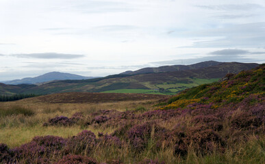 Fototapeta premium Landscapes of Ireland. The mountains of the Cooley Peninsula.