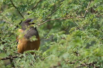 Rufous treepie Dendrocitta vagabunda on a tree. Keoladeo Ghana National Park. Bharatpur. Rajasthan. India.