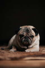 Obraz premium Adorable sleepy pug dog sitting on bear fur carpet and trying to sleep