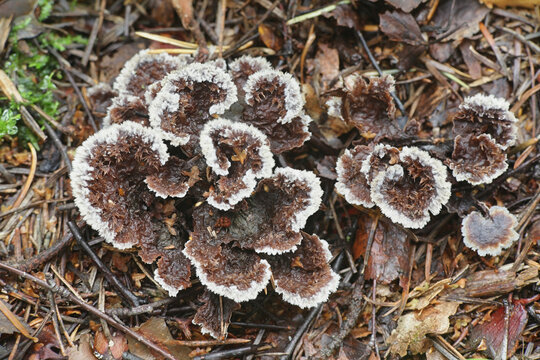 Thelephora terrestris, known as Earthfan fungus, wild mushroom from Finland