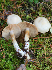 Cortinarius leucophanes, a webcap mushroom from Finland with no common english name