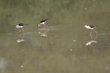 Black-winged stilts Himantopus himantopus feeding. Two adults and one immature. Keoladeo Ghana National Park. Bharatpur. Rajasthan. India.