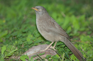 Jungle babbler Turdoides striatus on the ground. Keoladeo Ghana National Park. Bharatpur. Rajasthan. India.