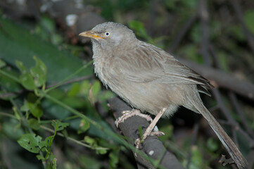 Jungle babbler Turdoides striatus on a branch. Keoladeo Ghana National Park. Bharatpur. Rajasthan. India.
