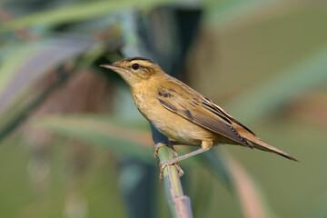 Rietzanger, Sedge Warbler, Acrocephalus schoenobaenus