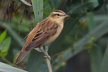 Rietzanger, Sedge Warbler, Acrocephalus schoenobaenus