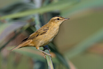 Rietzanger, Sedge Warbler, Acrocephalus schoenobaenus