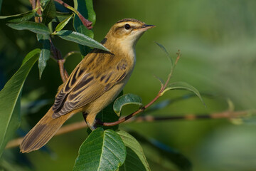 Rietzanger, Sedge Warbler, Acrocephalus schoenobaenus