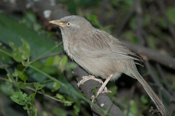 Jungle babbler Turdoides striatus on a branch. Keoladeo Ghana National Park. Bharatpur. Rajasthan. India.