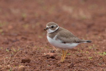 Amerikaanse Bontbekplevier, Semipalmated Plover, Charadrius semipalmatus