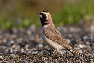 Strandleeuwerik, Horned Lark, Eremophila alpestris