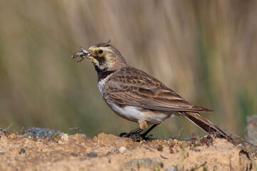Strandleeuwerik, Horned Lark, Eremophila alpestris
