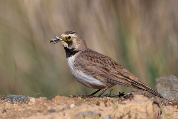 Strandleeuwerik, Horned Lark, Eremophila alpestris