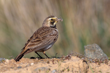 Strandleeuwerik, Horned Lark, Eremophila alpestris